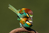 European Bee-eaters (Merops apiaster) mating. Sado Estuary, Portugal. May
