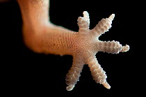 Moorish gecko (Tarentola mauritanica) close up of foot, Sado Estuary, Portugal. April