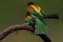 European Bee-eater (Merops apiaster) pair mating, Sado Estuary, Portugal. May
