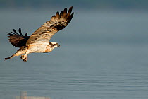 Osprey (Pandion haliaetus) in flight. Sado Estuary, Portugal . November