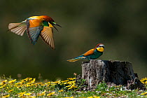 European Bee-eaters (Merops apiaster) Sado Estuary, Portugal. April