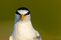 Little Tern (Sterna albifrons) Sado Estuary, Portugal. June