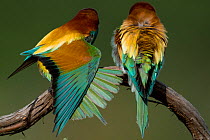 European Bee-eater (Merops apiaster) two perched, one stretching, Sado Estuary, Portugal. May