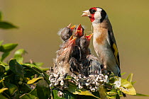 Goldfinch (Carduelis carduelis) feeding chicks, Sado Estuary. Portugal. April