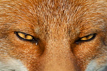 Red fox (Vulpes vulpes) close up of face and eyes, Sado Estuary, Portugal. October