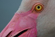 Greater flamingos (Phoenicopterus roseus) close up portrait of eye , Sado Estuary, Portugal. April