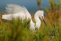 Little egret (Egretta garzetta) Sado estuary, Portugal. May