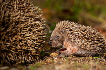 Hedgehog (Erinaceus europaeus) baby next to mother, Sado Estuary, Portugal. November