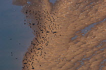 Aerial view of flock of Cormorant (Phalacrocorax carbo) on shore of Sado Estuary, Portugal. November