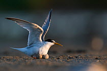 Little Tern (Sterna albifrons) stretching while incubating eggs, Sado Estuary, Portugal. July