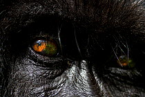 Mountain Gorilla (Goriila beringei) close up of eyes, Volcanoes National Park, Virunga Mountains, Rwanda.