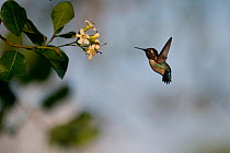 Bee hummingbird (Mellisuga helenae) hovering in front of flower, Guanahacabibes Peninsula National Park, Cuba