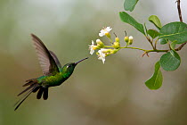Cuban emerald hummingbird (Chlorostilbon ricordii) Guanahacabibes Peninsula National Park, Cuba