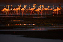 Greater flamingos (Phoenicopterus roseus)  Sado Estuary, Portugal. January