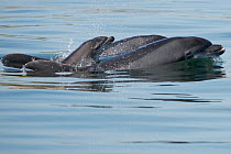 Bottlenose dolphins (Tursiops truncatus) swimming with calf, Sado Estuary, Portugal. June