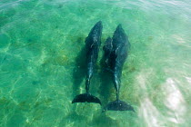 Bottlenose dolphin (Tursiops truncatus) two swimming side by side, seen from surface of water, Sado Estuary, Portugal. June