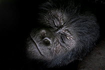 Mountain gorilla (Gorilla beringei beringei) sleeping, close up of face, Bwindi Impenetrable National Park, Uganda.