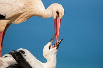 White stork (Ciconia ciconia) feeding chick, Sado estuary, Portugal. June