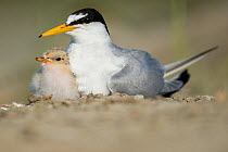 Little Tern (Sterna albifrons) and chick on nest, Sado Estuary, Portugal. June