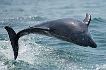 Bottlenose dolphin (Tursiops truncatus) porpoising, Sado Estuary, Portugal. July