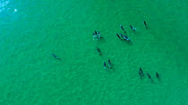 Aerial view of Bottlenose dolphin (Tursiops truncatus) pod. Sado Estuary, Portugal. October