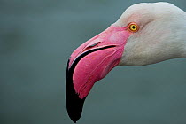 Greater flamingos (Phoenicopterus roseus) portrait, Sado Estuary, Portugal. April