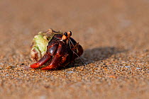 Hermit crab (Coenobita rubescens) Island of Principe, Democratic Republic of Sao Tome and Principe, Gulf of Guinea.