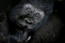 Mountain gorilla (Gorilla beringei beringei) resting, close up of face, Bwindi Impenetrable National Park, Uganda.