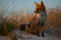 Red fox (Vulpes vulpes) on sand dunes, Sado Estuary, Portugal. October
