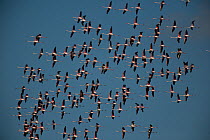 Greater flamingos (Phoenicopterus roseus) flock in flight, Sado Estuary, Portugal. January
