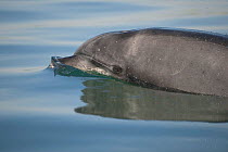 Bottlenose dolphin (Tursiops truncatus) surfacing, Sado Estuary, Portugal. October