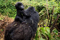 Mountain Gorilla (Goriila beringei) baby riding on mothers back, Volcanoes National Park, Virunga Mountains, Rwanda.