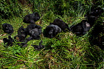 Mountain Gorilla (Goriila beringei) family group resting, Volcanoes National Park, Virunga Mountains, Rwanda.