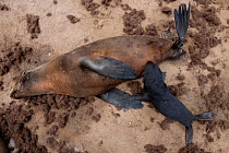 Cape fur seal (Arctocephalus pusillus) female with suckling, Cape Cross seal colony, Namibia