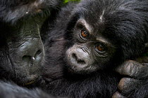 Mountain gorilla (Gorilla beringei beringei) mother and infant, Bwindi Impenetrable National Park, Uganda.