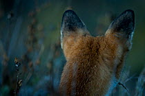 Red fox (Vulpes vulpes) rear view of head and ears, Sado Estuary, Portugal. September