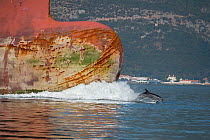 Bottlenose dolphin (Tursiops truncatus) porpoising in front of the bow, Sado Estuary, Portugal. August