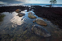 Green turtle (Chelonia mydas) females on beach to lay eggs, Bijagos Archipelago, Guinea Bissau. Endangered species.