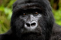 Mountain Gorilla (Goriila beringei) portrait, , Volcanoes National Park, Virunga Mountains, Rwanda.