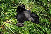 Mountain Gorilla (Goriila beringei) resting, Volcanoes National Park, Virunga Mountains, Rwanda.