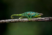 Jackson&#39;s three-horned chameleon (Trioceros jacksonii) Bwindi Impenetrable Forest, Uganda.