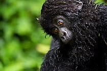 Mountain Gorilla (Goriila beringei) infant with wet fur, Volcanoes National Park, Virunga Mountains, Rwanda.