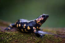 European fire salamander (Salamandra salamandra) Sado Estuary, Portugal. February