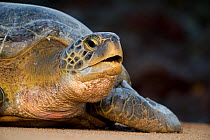 Green turtle (Chelonia mydas) portrait, Bijagos Archipelago, Guinea Bissau. Endangered species.
