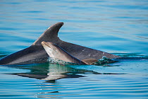 Bottlenose dolphin (Tursiops truncatus) with newborn baby at surface, Sado Estuary, Portugal. August