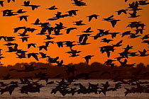 Cormorant (Phalacrocorax carbo) flock in flight at dusk, Sado Estuary, Portugal. January