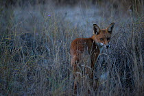 Red fox (Vulpes vulpes) looking back, Sado Estuary, Portugal. September