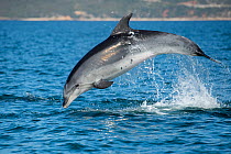 Bottlenose dolphin (Tursiops truncatus) porpoising, Sado Estuary, Portugal. October