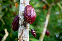 Cocoa plant (Theobroma cacao) fruit in plantation, Principe Island, Democratic Republic of Sao Tome and Principe,
