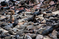 Cape fur seal (Arctocephalus pusillus) Cape Cross seal colony, Namibia